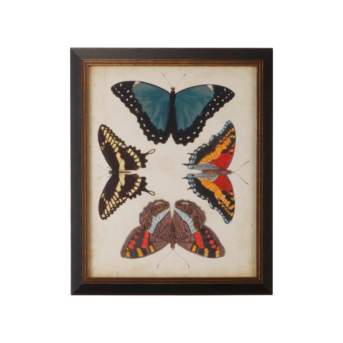 Chelsea House Display Of Butterflies I