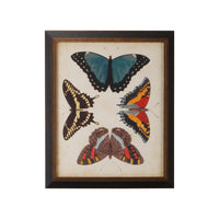Chelsea House Display Of Butterflies I