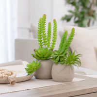 Design Shop Mixed Succulents Set of 6- B