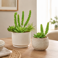 Design Shop Mixed Succulents Set of 6- B