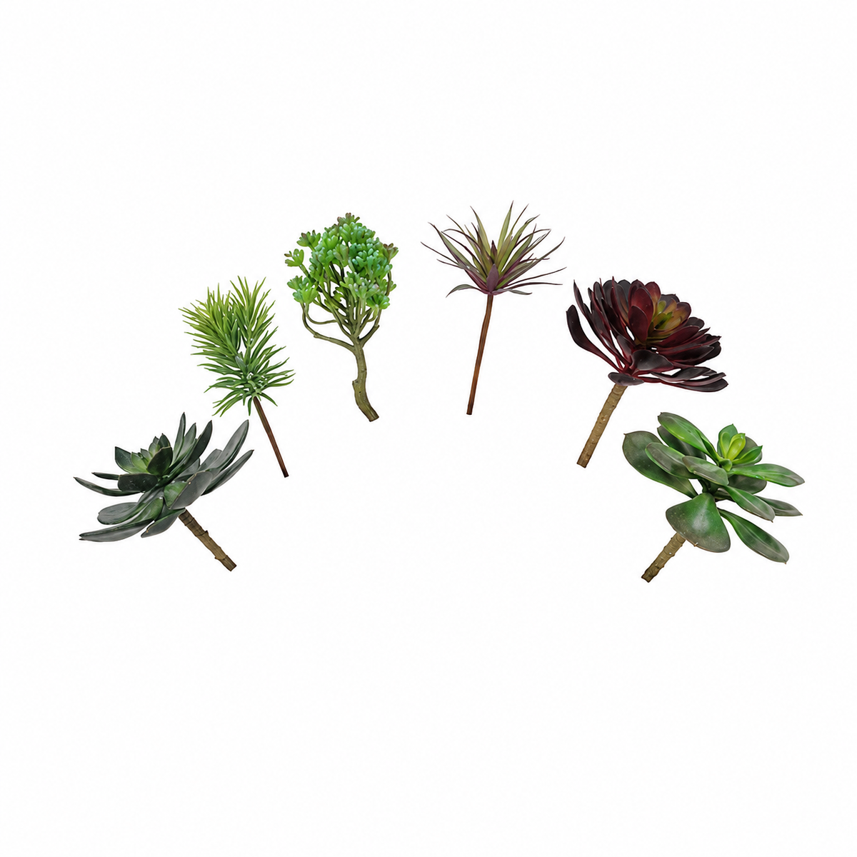 Design Shop Mixed Succulents Set of 6