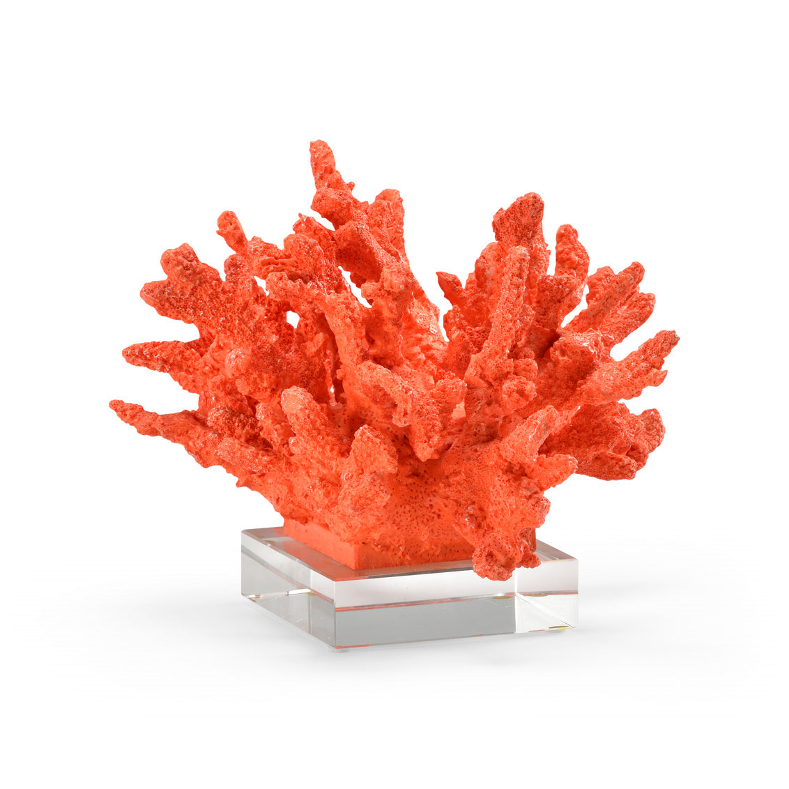 Wildwood Coral