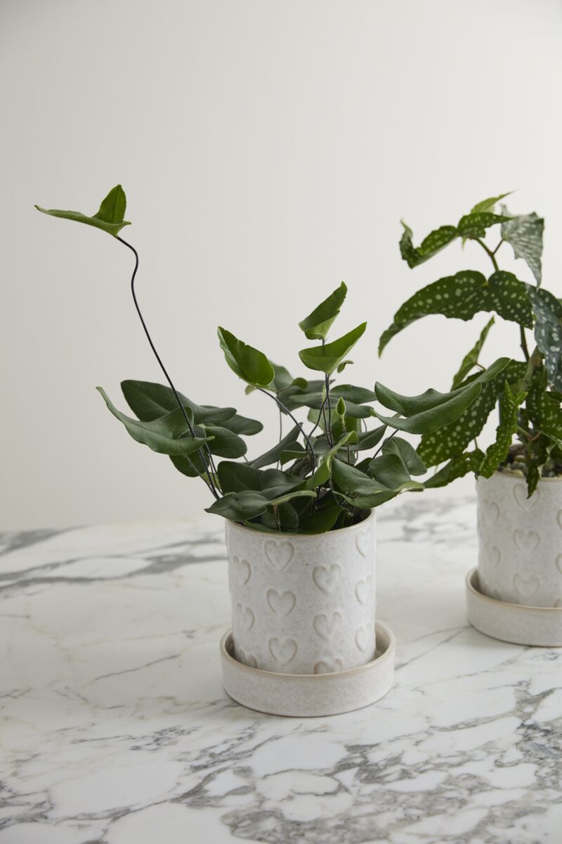 Design Shop Heartfelt Collection