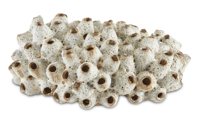 Currey and Company - 1200-0429 - Shells - Sulawasi Shells - Antique White