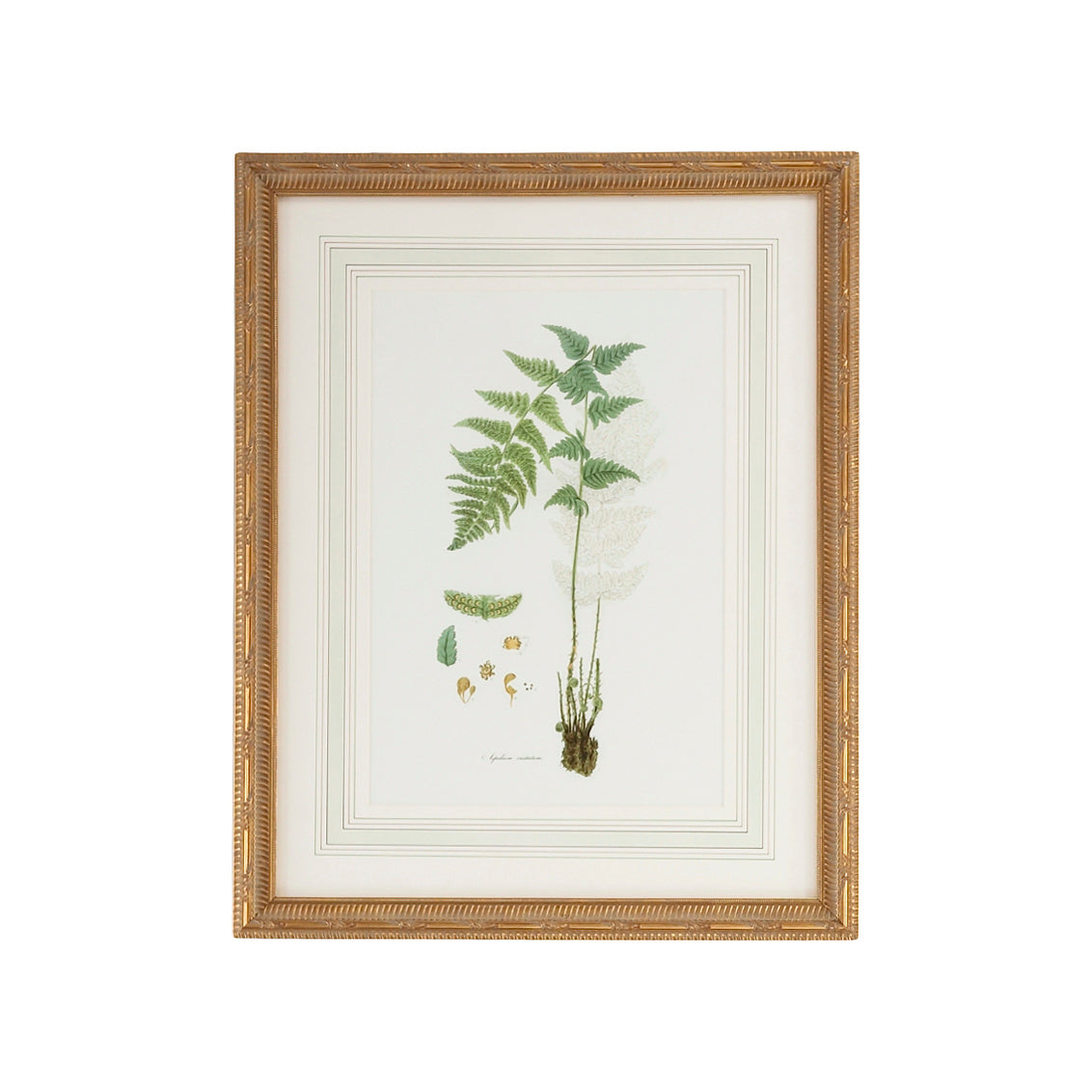 Chelsea House Curtis Ferns I