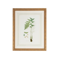 Chelsea House Curtis Ferns I