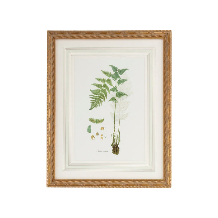 Chelsea House Curtis Ferns I