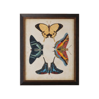 Chelsea House Display Of Butterflies III