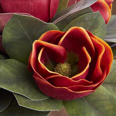 Design Shop 17 Inch Orange Magnolia Stem