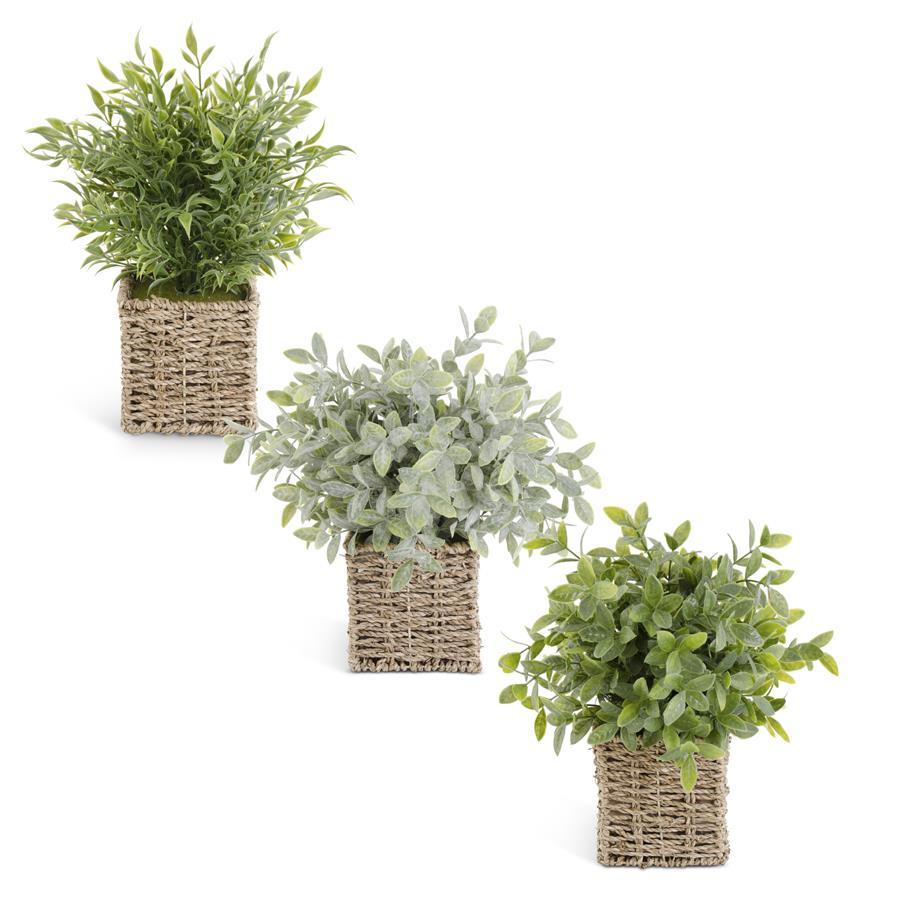 Design Shop Assorted 13 Inch Herbs In Square Woven Basket. Set of 3.