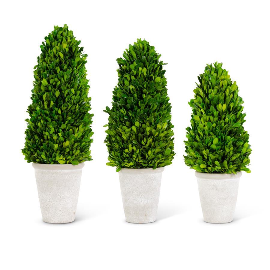 Design Shop Set of 3 Preserved Boxwood Cone Trees in Whitewashed Pots