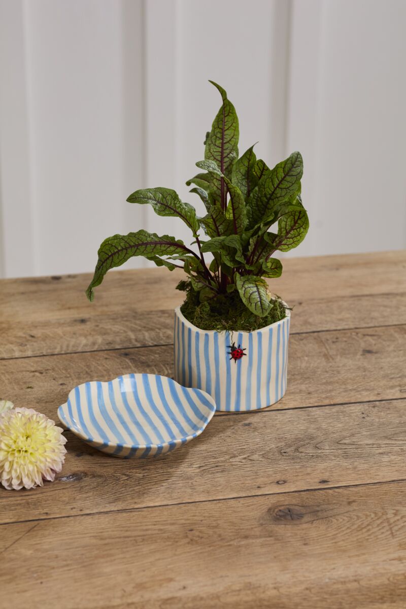 Design Shop Ladybug Pot with Saucer 6.5"x 4.5", Set of 2