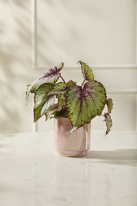 Design Shop Passion Pot 5"x 5", Set of 2