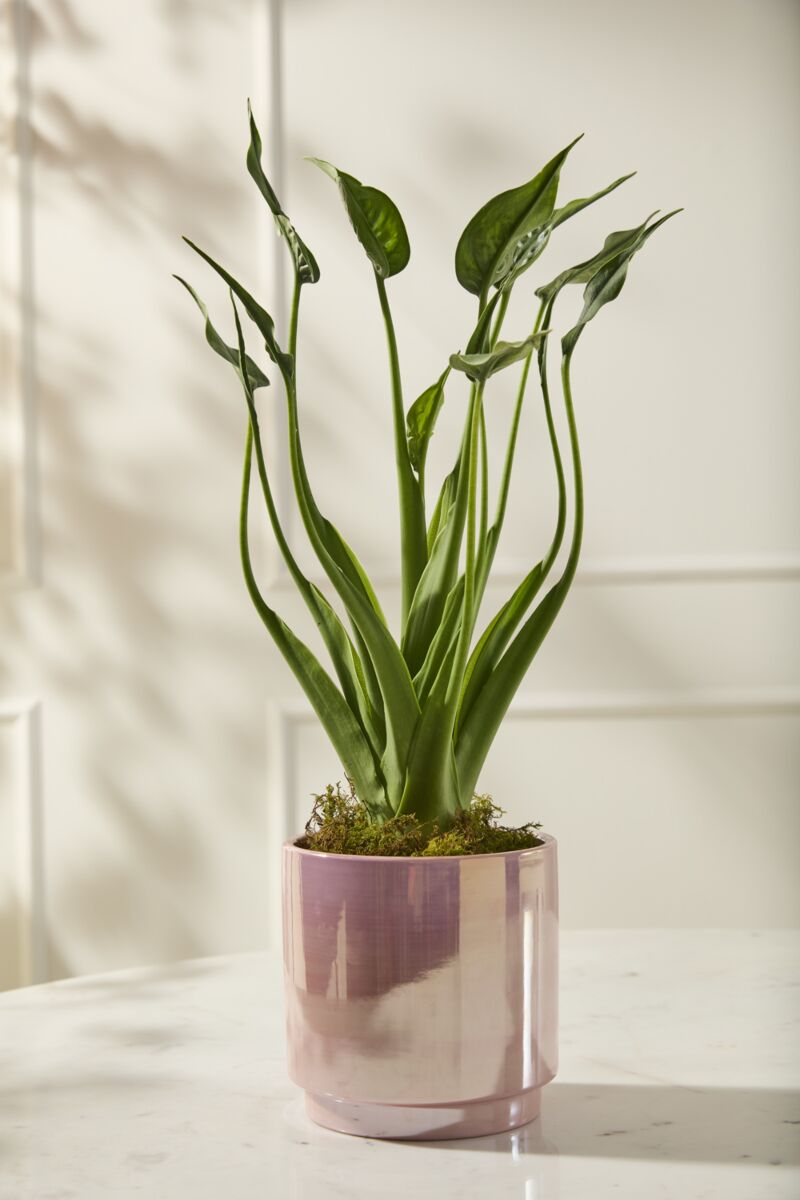 Design Shop Passion Pot 6"x 6", Set of 2