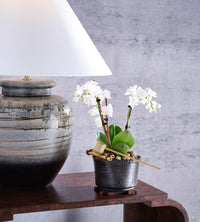 Wildwood Shokubutsu Kuro Vessel