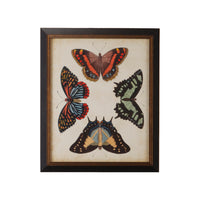 Chelsea House Display Of Butterflies IV