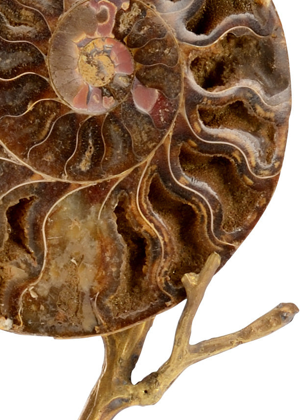 Close-up of a brown and beige ammonite fossil on a white background