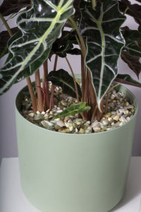 Design Shop Green Natural Stones, 4.5" X 6.5".