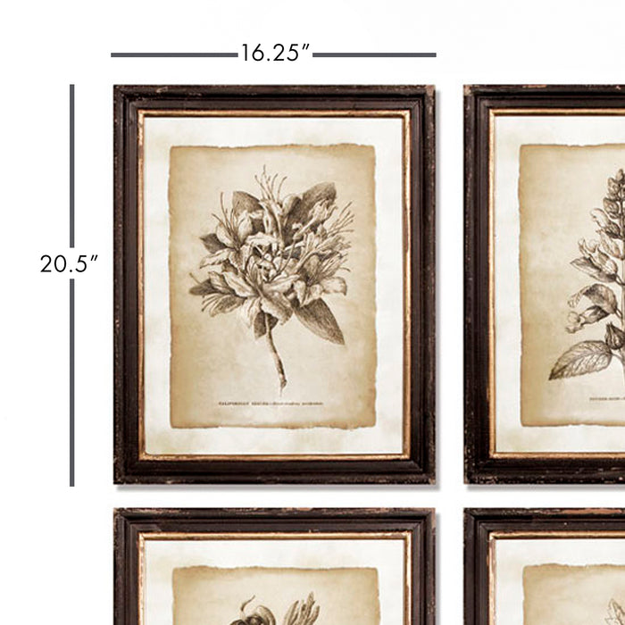 Design Shop Framed Vintage Floral Prints, Set Of 6