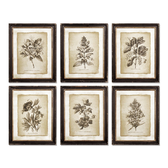 Design Shop Framed Vintage Floral Prints, Set Of 6