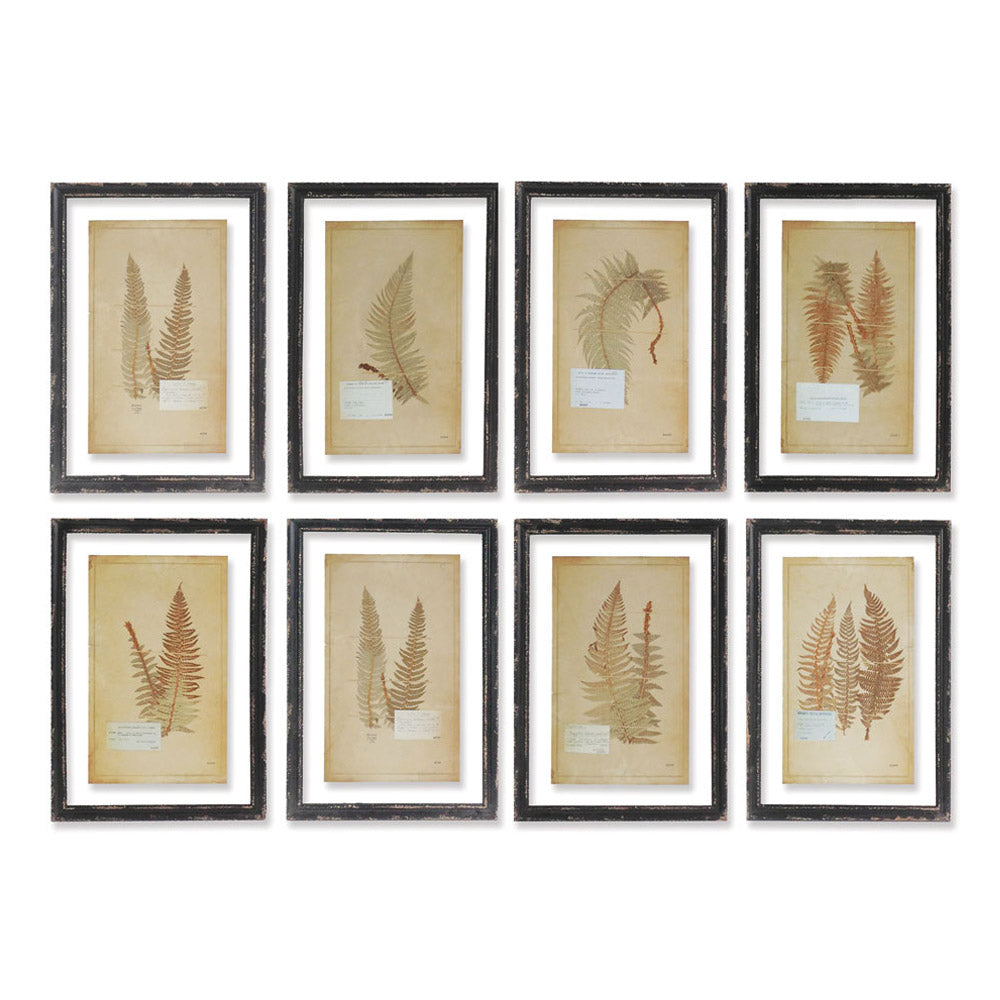 Design Shop Framed Vintage Fern Prints, Set Of 8