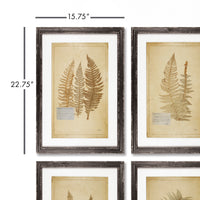 Design Shop Framed Vintage Fern Prints, Set Of 8