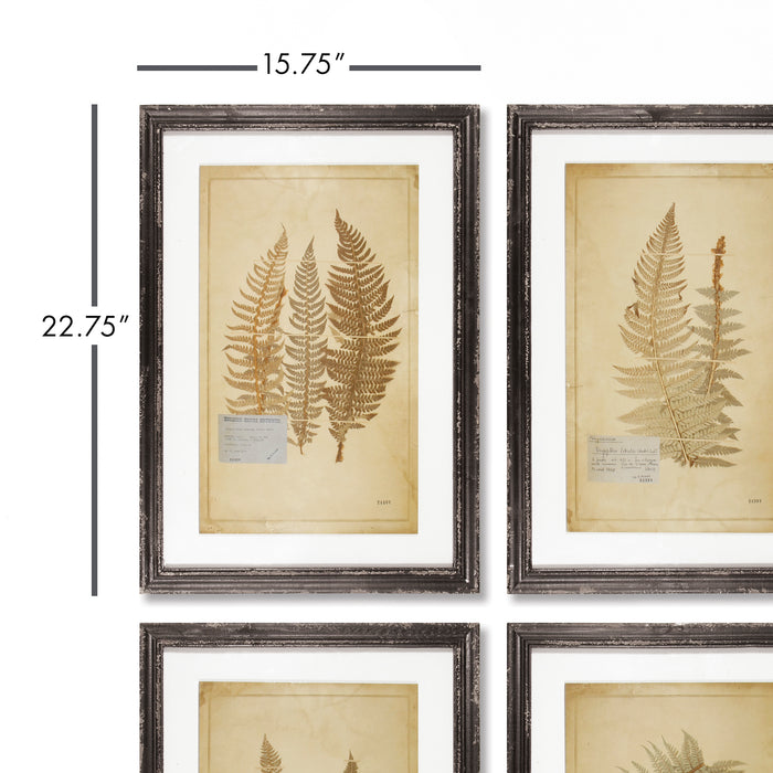Design Shop Framed Vintage Fern Prints, Set Of 8