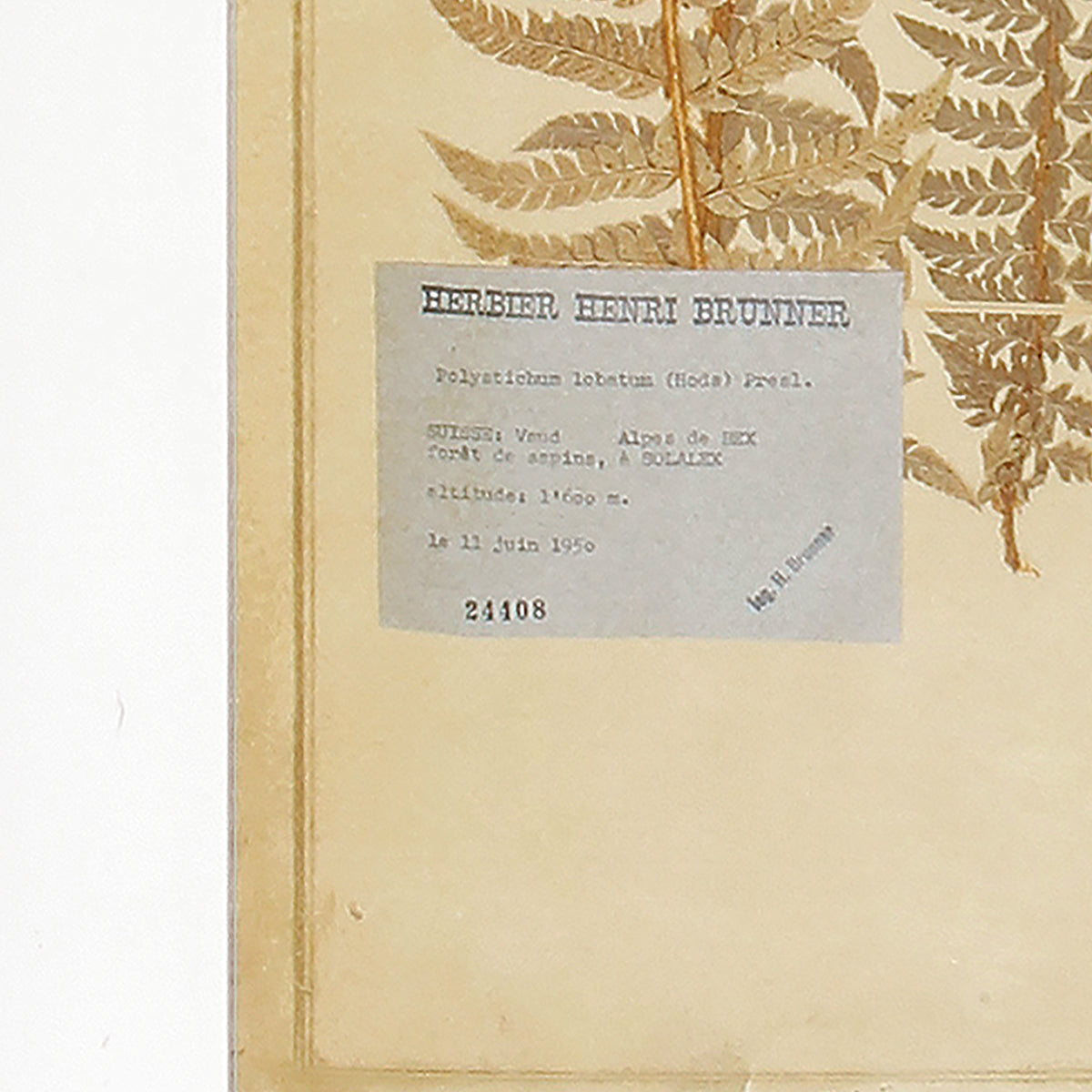 Design Shop Framed Vintage Fern Prints, Set Of 8