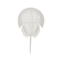 Chelsea House Horseshoe Crab Sconce - White