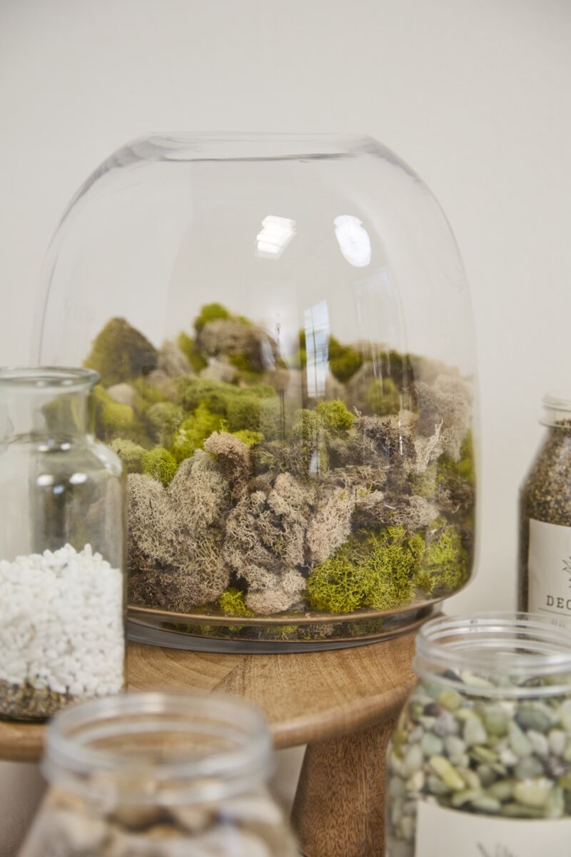 Design Shop Oliver Terrarium 10.5"x 11.25"