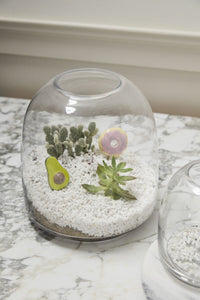 Design Shop Oliver Terrarium 10.5"x 11.25"