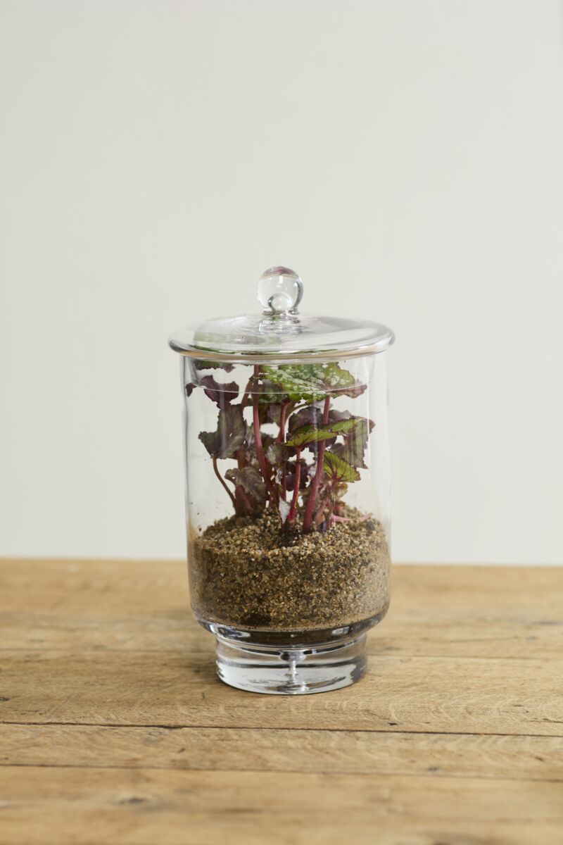 Design Shop Asteridge Terrarium 6.75"x 12"