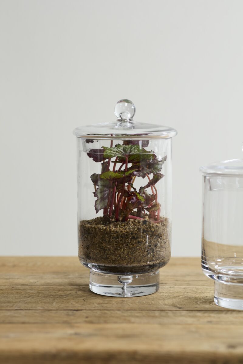 Design Shop Asteridge Terrarium 6.75"x 12"