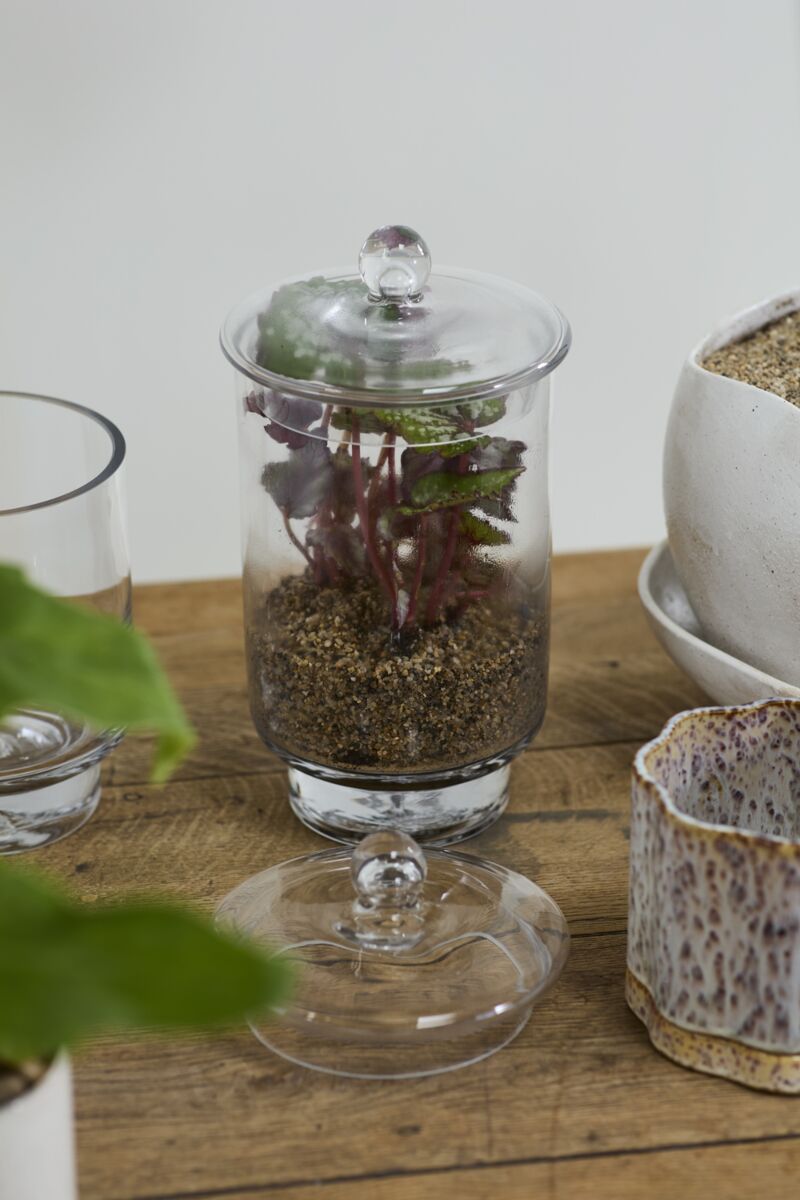 Design Shop Asteridge Terrarium 6.75"x 12"
