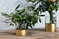 Design Shop Elsa Cylinder Vase 3.25"x 4", Set of 4
