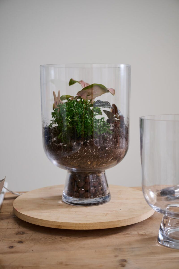 Glass terrarium with plants on a wooden stand against a plain background