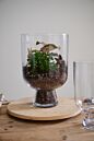 Design Shop Reservoir Terrarium 8.5"x 13"