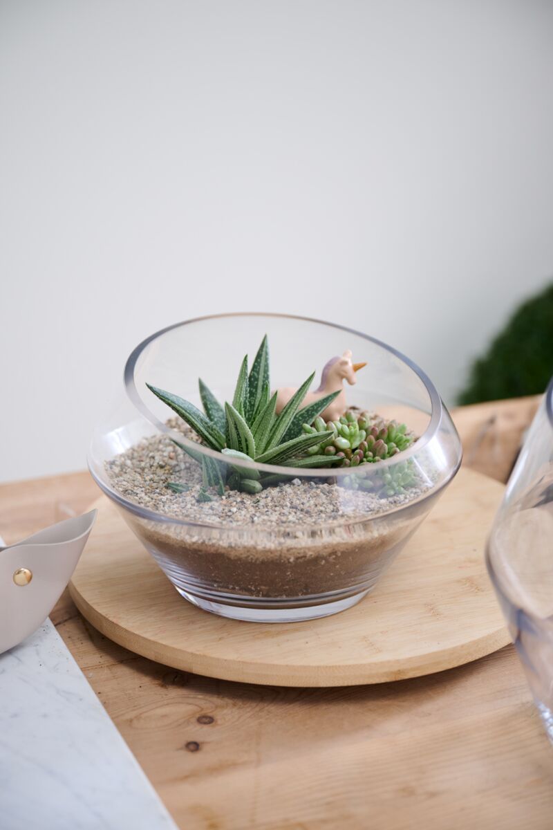 Design Shop Clear Dynamic Terrarium, 9.25" X 6".