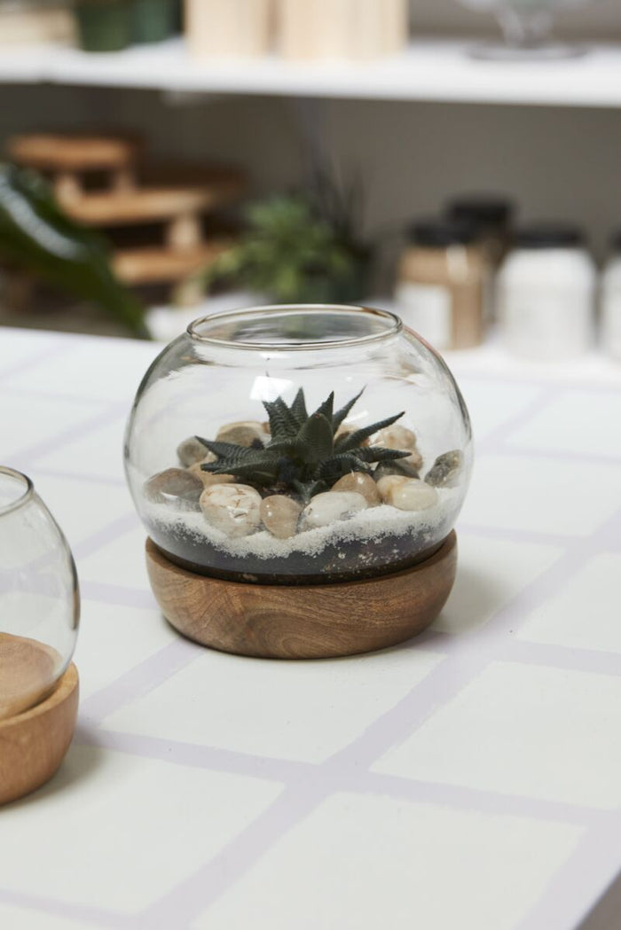 Design Shop Clear Full View Terrarium, 6.5" X 5.5", Set of 2.