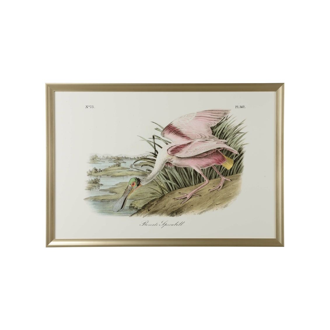 Chelsea House Roseate Spoonbill