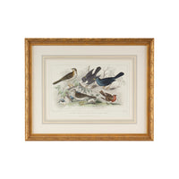 Chelsea House Skylark Song Thrush &r/Breast