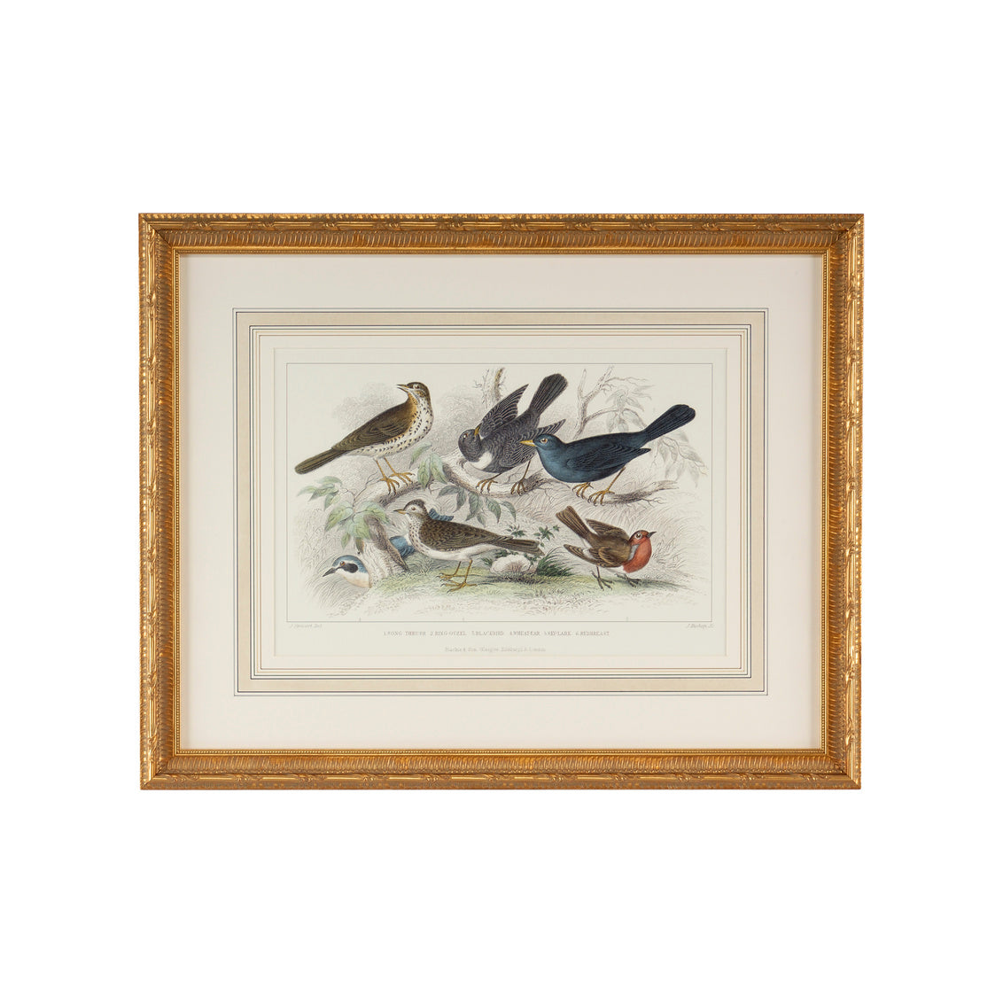 Chelsea House Skylark Song Thrush &r/Breast