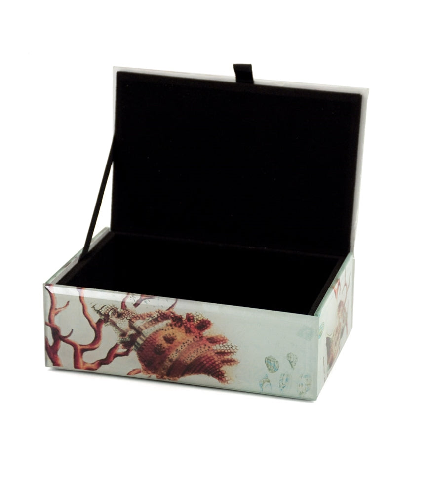 Seashell Treasure Box