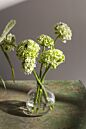 Design Shop Chim Budvase 5"x 5.75"