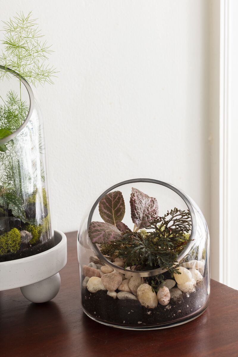 Design Shop Clear Warner Terrarium, 5.75" X 5.75".