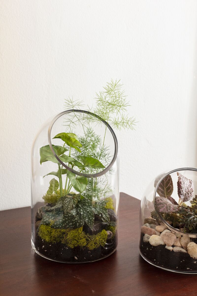 Design Shop Clear Warner Terrarium, 5.75" X 9.25".