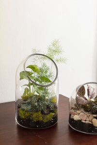 Design Shop Clear Warner Terrarium, 5.75" X 9.25".