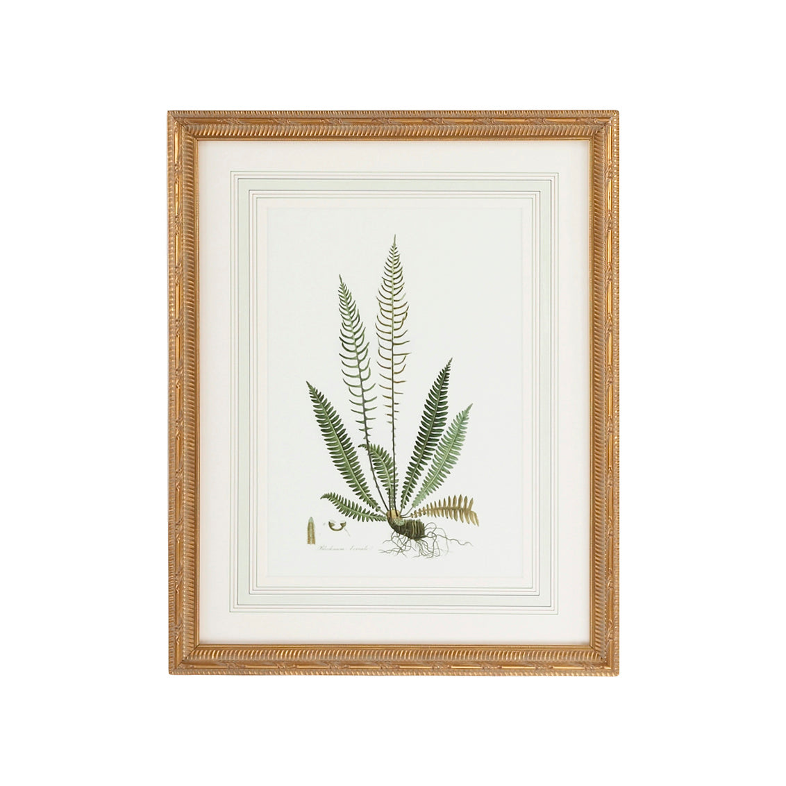 Chelsea House Curtis Ferns III