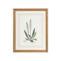 Chelsea House Curtis Ferns III