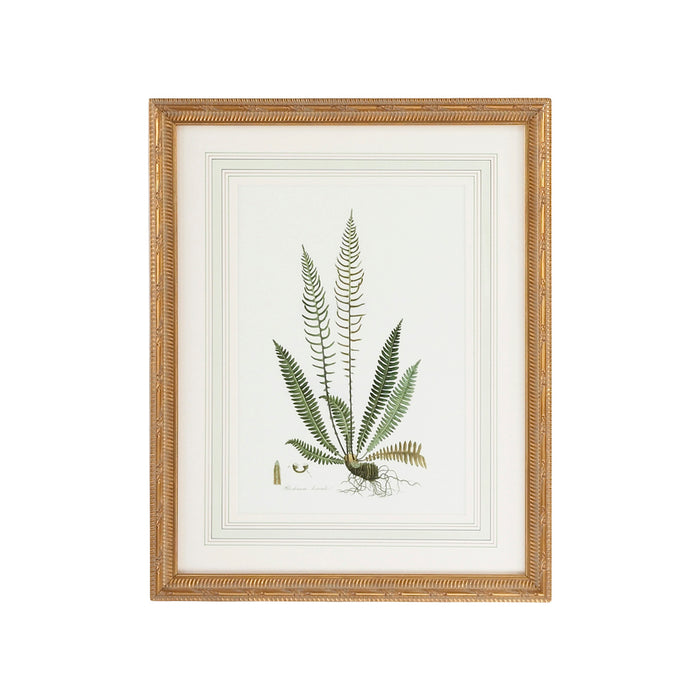 Chelsea House Curtis Ferns III
